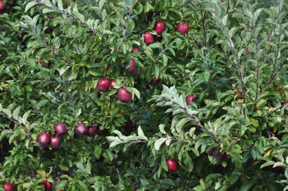 Maçãs! Além das uvas, outras frutas também são cultivadas no Okanagan Valley, no  sul da British Columbia, no Canadá